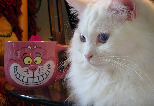 Cute Pet of the Week January 6, 2012