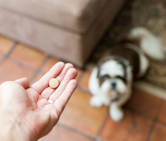 Giving dog a pill