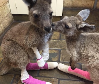 These two female kangaroo joeys are among the patients recovering from burns at a clinic in southwest Australia.