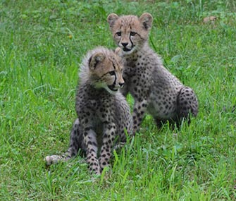 Brother and sister cheetah cubs explore their yard at the National Zoo.