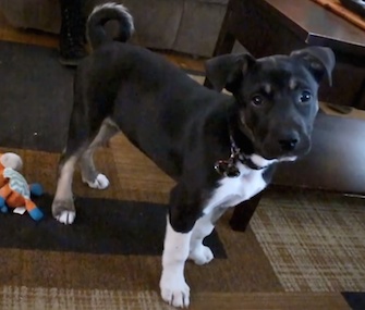 Hunter is credited with saving his family just two weeks after he was adopted.