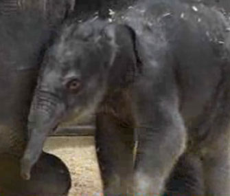 The Oregon Zoo says its baby elephant will stay there.