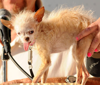 Yoda, the World's Ugliest Dog