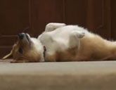 Sutter, California Gov. Jerry Brown's corgi