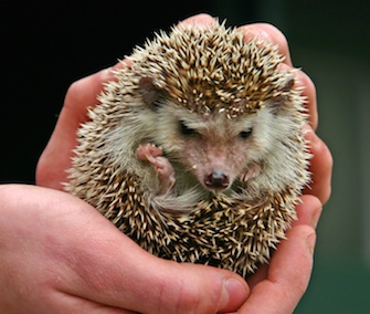 Hedgehog