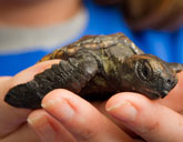 Hawksbill turtle