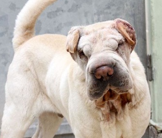 Sesame, a 2-year-old Shar-Pei, has a new home after two surgeries on his wrinkles.