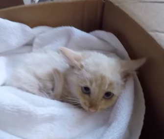 A weeks-old kitten was named Lazarus after he was brought back to life by a Utah family.
