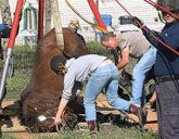 Horse rescued from sinkhole
