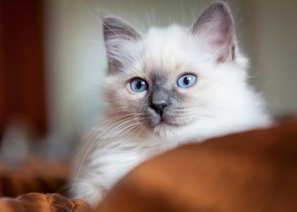 Cool Names For Cats With Blue Eyes