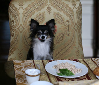 dog eating at dining table