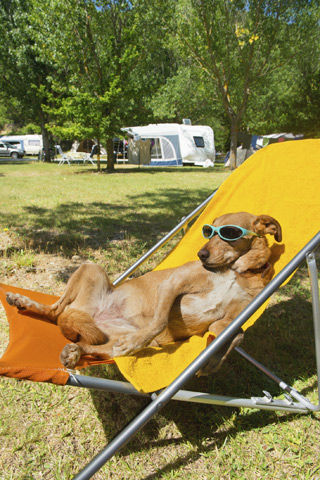 Dog lounging in a chair at campground.