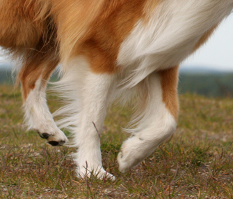 Upclose of dog legs
