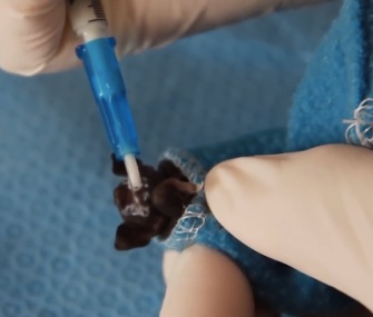 One of the Auckland Zoo's baby bats is hand fed in New Zealand.