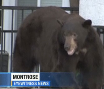 Black bear in Glendale, Calif.