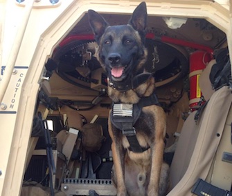 A soldier posted this photo of military working dog Lion in Afghanistan to Photo Doggies for Anthony on Facebook.