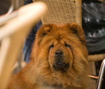 Dog at restaurant