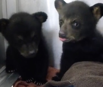 Orphaned brother and sister bear cubs Bonnie Blue and Ridgeway were rescued from the Blue Ridge Parkway.