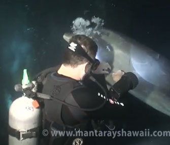 A clever dolphin sought help from a diver when he was tangled in fishing line.