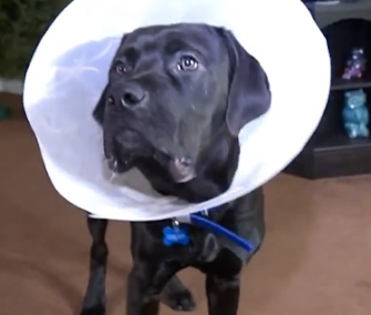 Six-month-old Jasper is recovering from surgery to have two plastic balls removed from his stomach.