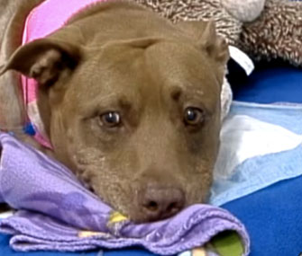Lilly the Pit Bull saved her owner from an oncoming train.