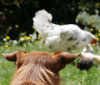 Dog watching chickens
