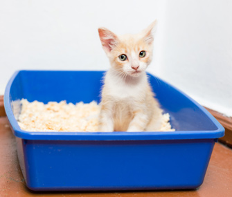 how to get my kitten to use the litter box