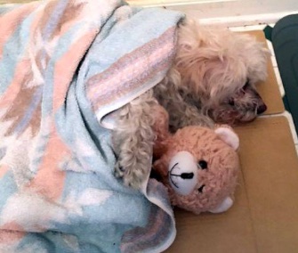 Rocky keeps warm under a blanket with his teddy bear after being found freezing in a creek.