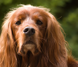 Irish Setters are prone to early-onset GPRA