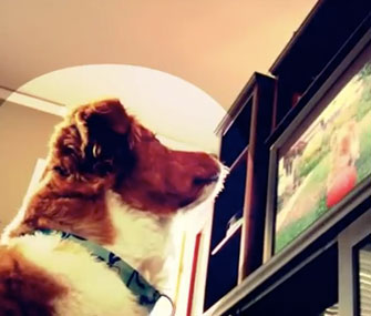 DogTV screenshot