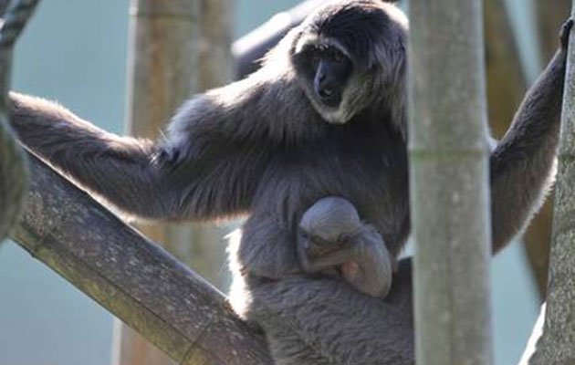 Baby Javan Gibbon monkey at the Hellabrunn Zoo in Germany