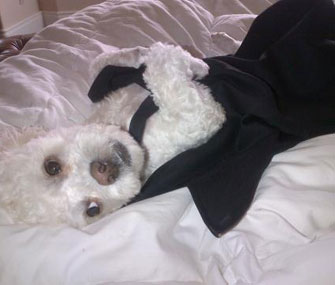 Victoria Beckham Twitter Picture of Harry in Dress