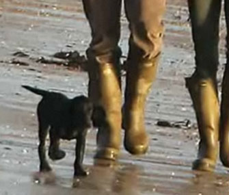 William and Kate puppy