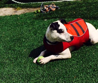 Hank in Life Jacket