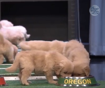 Jimmy Fallon's famed Puppy Predictors go for Oregon in the college football championship game.