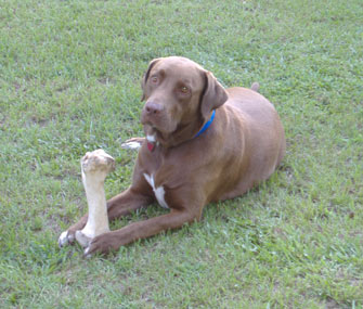 Budreaux in Grass With Bone