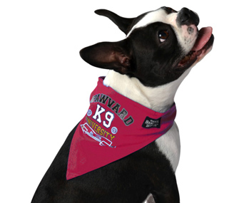 Boston Terrier Wearing Pink Bandana Bowl