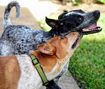 Dogs at Dog Park