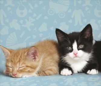 These kittens at the U.K.'s Battersea shelter will get names that were betters' favorite for the royal baby.