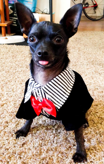 Oreo in Suit