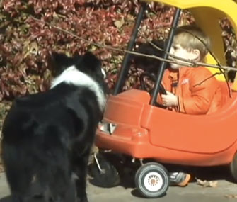 Ashepoo, an Australian Shepherd, stayed by Peyton Myrick's side while he was missing in the woods.