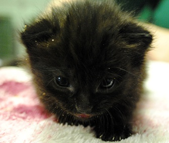 A 4-week-old kitten was found in a box on a London Underground train.