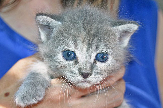 Breeze, Cute Pet of the Week November 18, 2011