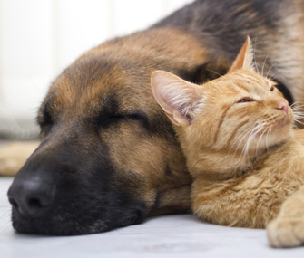 breeds of dogs that get along with cats