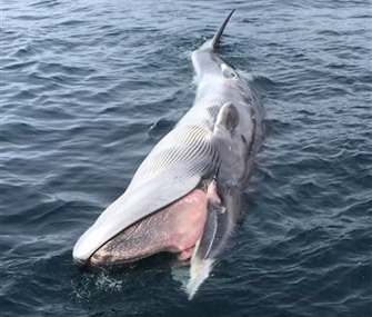 Alaska Whale Deaths