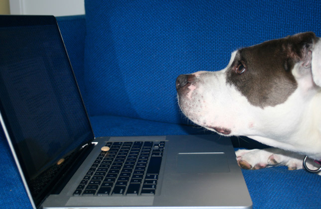 Baby the Pit Bull and laptop