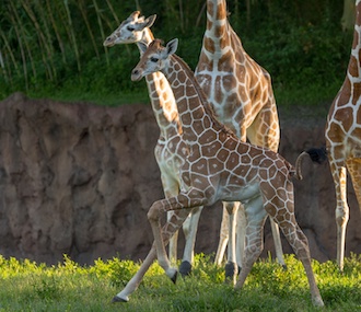Two reticulated giraffe calves were born in June at Busch Gardens Tampa.
