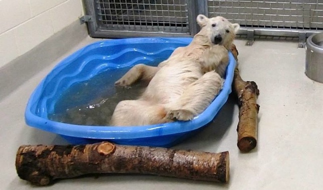 Polar bear at the Assiniboine Park Zoo