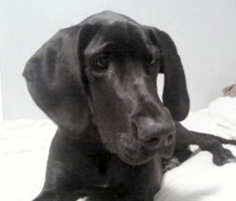 Hank, a Great Dane, is this year's Valor Dog.