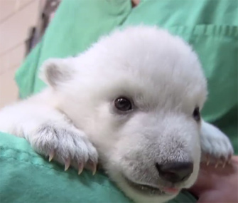 Columbus Zoo and Aquarium Polar Bear Baby